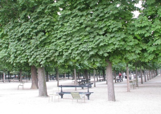 リュクサンブールの木立